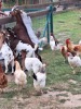 MŠ - Celodenní výlet do Zooparku Zelčín (24. 6. 2025)