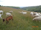 MŠ - Výlet za ovečkami, červená a žlutá třída (28. června 2016)